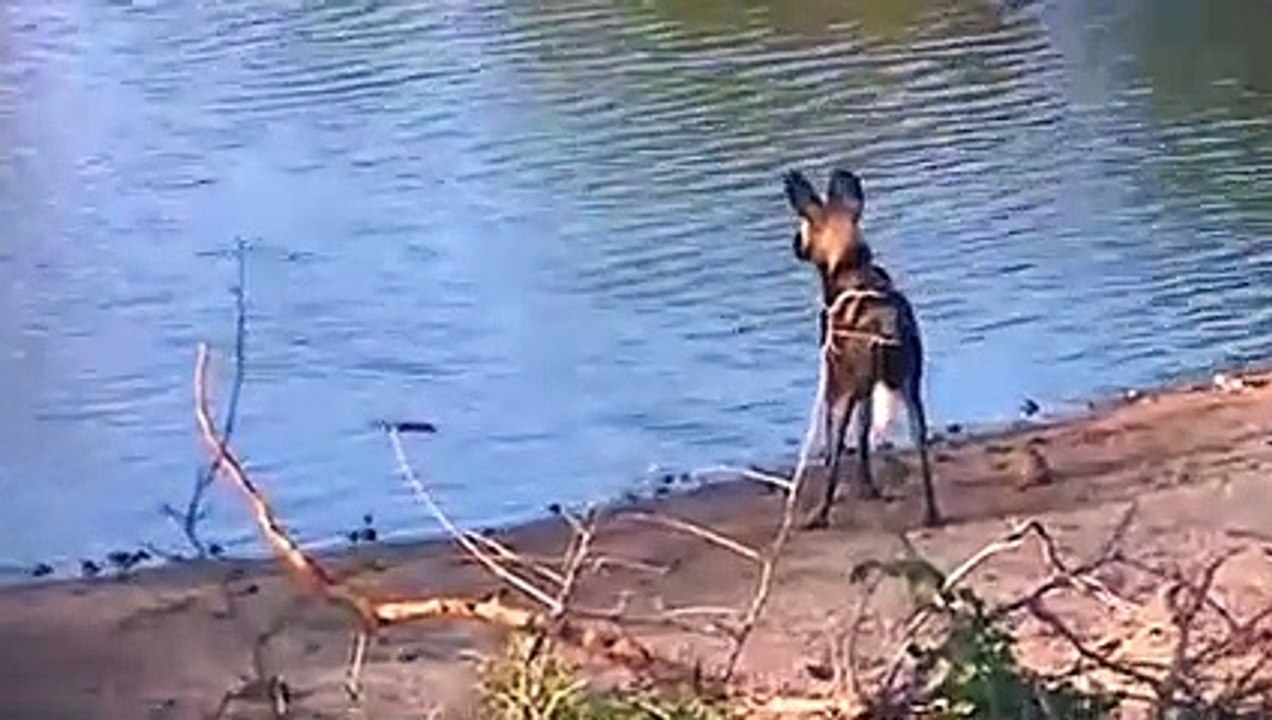 Wild Dogs Versus Newborn Impala and his Mother