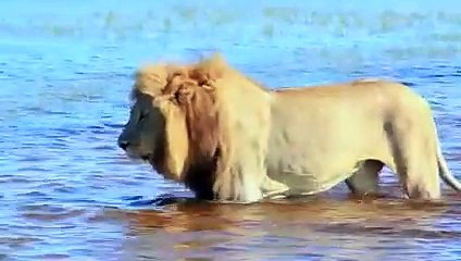 Lions and Cub Try to Cross the Crocodile River and Miraculously Succeed