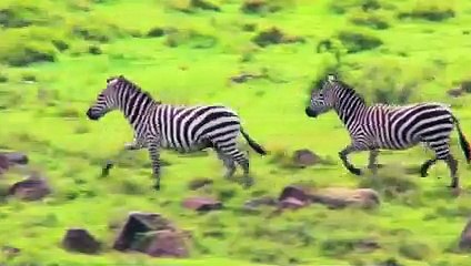 A Lioness is Not Enough to Catch a Zebra, But a Pride Can