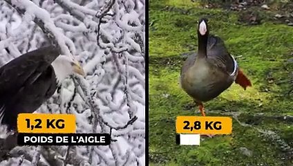 QUAND L'AIGLE A FAIM, RIEN NE PEUT L'ARRÊTER !