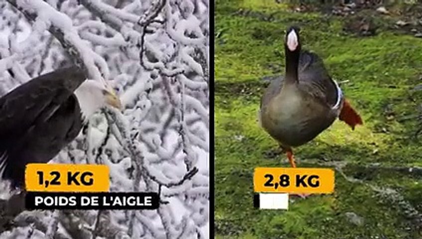 QUAND L'AIGLE A FAIM, RIEN NE PEUT L'ARRÊTER !