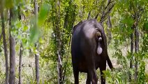 Mother Buffalo Can't Save her Calf From Lions - Lions vs Buffalo Battle