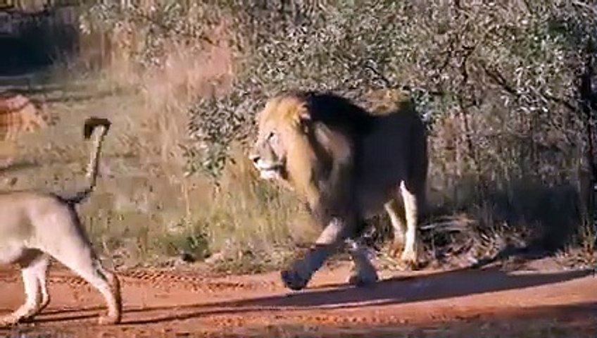 Lions Fight against the Buffalo, then the Lions face the Hippopotamus