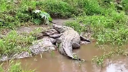 Battles of Hungry Crocodiles and Predatory Lions !!