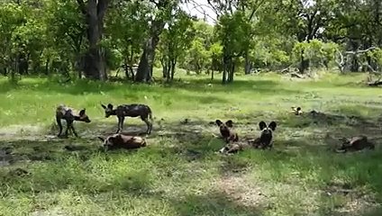 Vraie Bataille  Chiens Sauvages  Vs Gnous , Qui va Gagner
