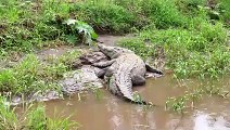 Bataille entre La Girafe et les Crocodiles .. Incroyable Bataille épique !!