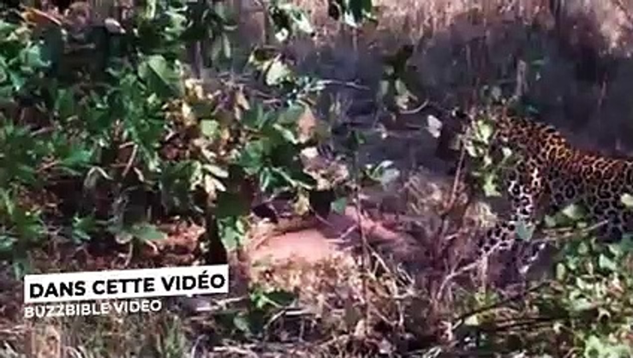 SERPENT ANACONDA VS LÉOPARD, JAGUAR, CROCODILE .. INCROYABLE BATAILLE ÉPIQUE !!