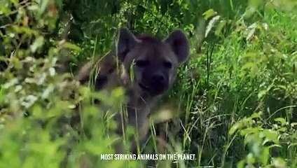 When The Black Mamba Bites The Hyena