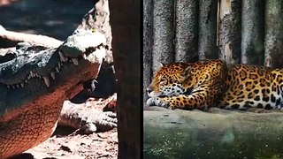 Le Guépard n'a pas Peur des Crocodiles , Grande Bataille de Guépard, Jaguar vs Crocodile