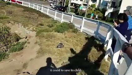 Battle For Food  When Petrels Attack The Seal