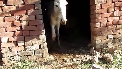 Tragic But Extraordinarily Lucky   Wounds That Can Never Heal !!