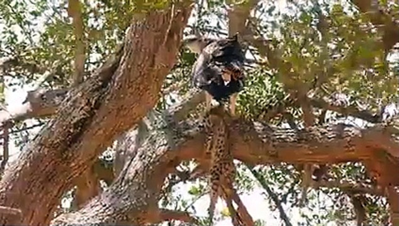 The Mighty Eagle Turns Into a Monster