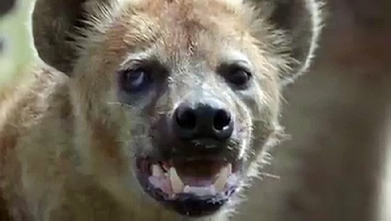 Bloodthirsty Hyenas Rip a Wildebeest's Tummy Mercilessly