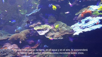 Los animales más rápidos del mundo Copy