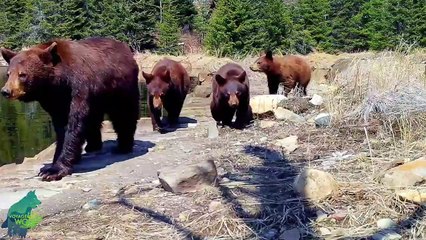 "Armas de destruição". Urso ensina crias a arrancar câmaras em floresta
