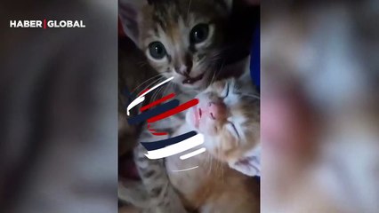 Yavru kedilerinin görüntüleri büyük beğeni topladı... Kardeşini böyle bağrına bastı