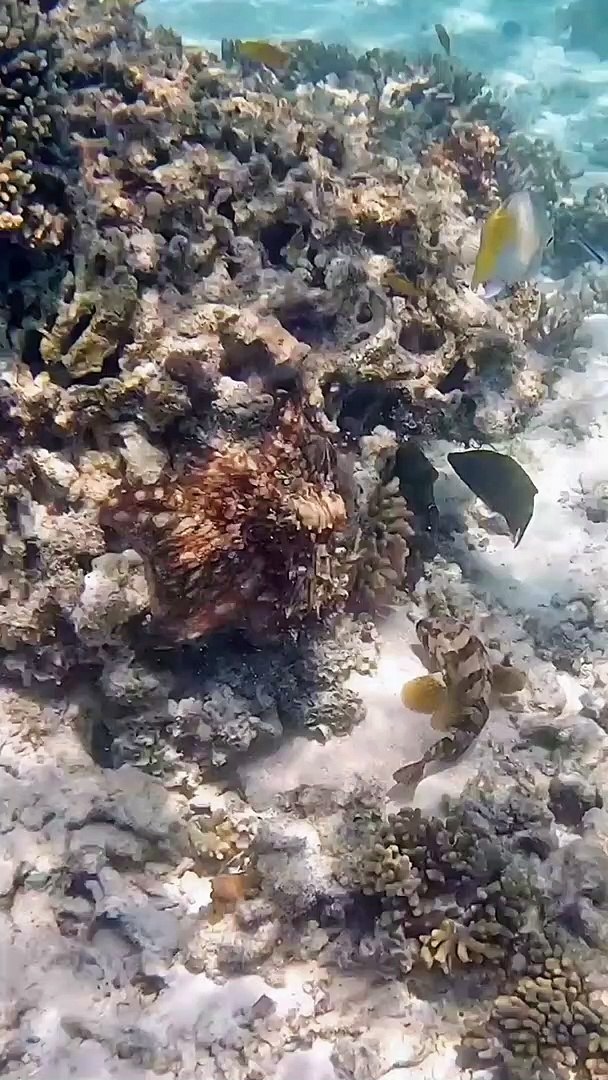 ⁣Octopus Punches a Fish