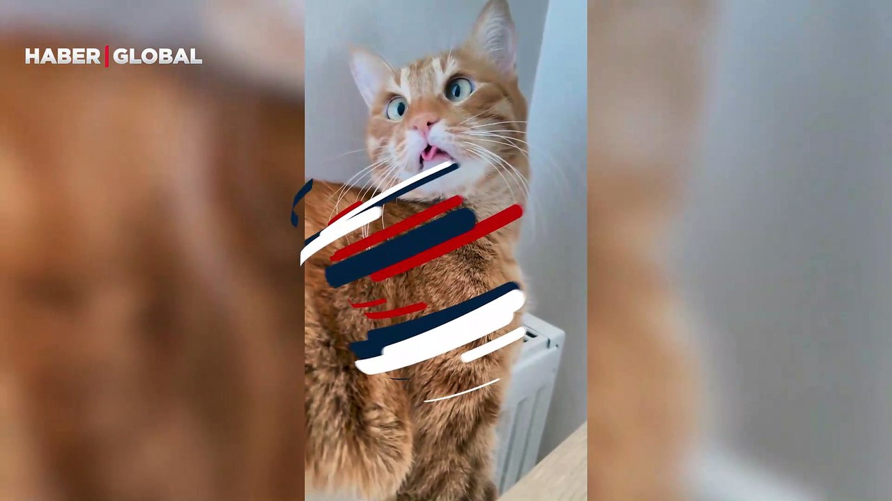 Şaşı kedinin sempatik hali izleyenlere tebessüm ettirdi