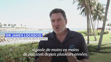 En Floride, les mérous géants font la joie des plongeurs mais restent menacés