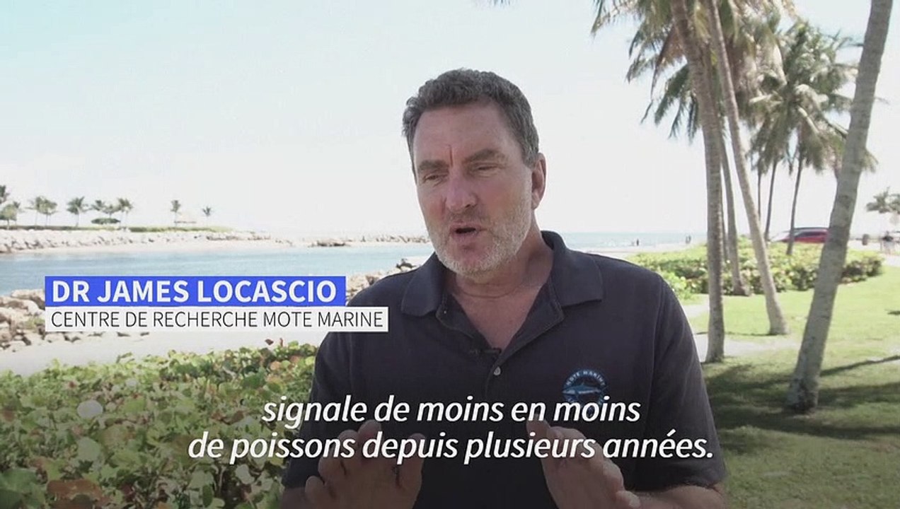 En Floride, les mérous géants font la joie des plongeurs mais restent menacés