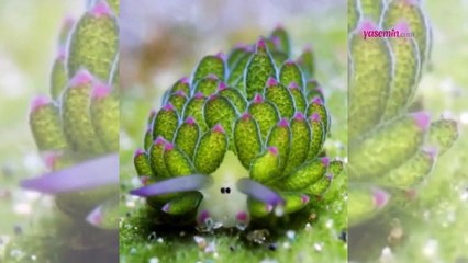 Kimse gerçek olduğuna inanamıyor! Denizlerin En Tatlı Canlısı: "Deniz Koyunu"