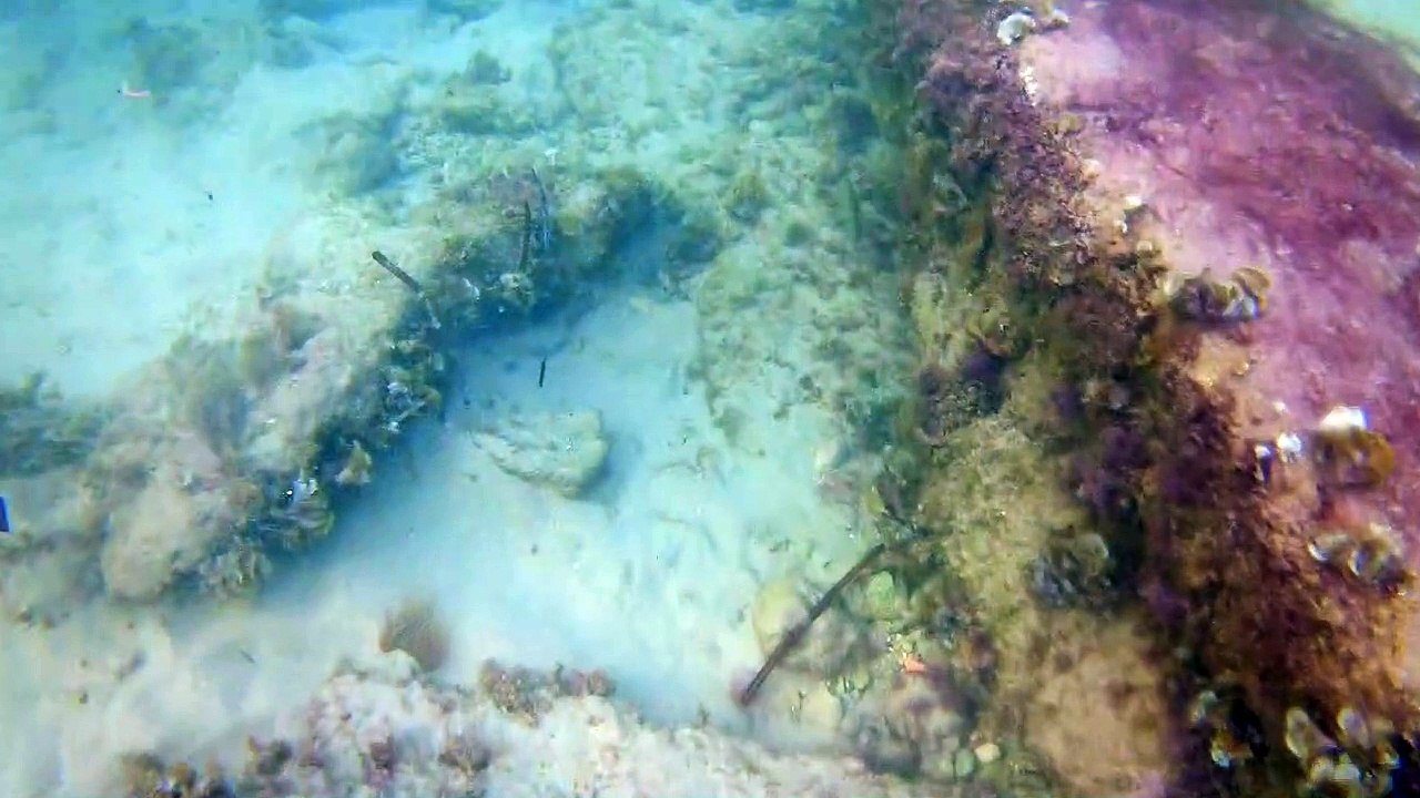 Submarinismo en las Mil Palmeras.