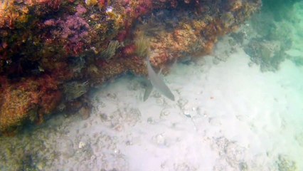 De buceo en las Mil Palmeras.