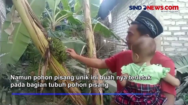 Begini Penampakan Pohon Pisang Unik di Sampang Madura