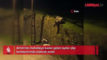 Artvin’de mahalleye kadar gelen ayılar çöp konteynırında yiyecek aradı