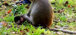 (Tổng hợp) Những chú khỉ con đáng thương..Poor baby monkeys..Part 3.1
