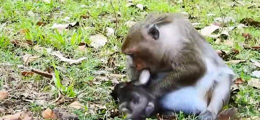(Tổng hợp) Những chú khỉ con đáng thương.Poor baby monkeys.... Part 2.6