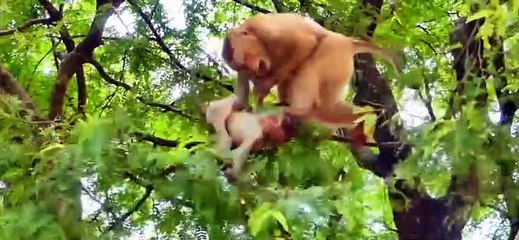 (Tổng hợp) Những chú khỉ con đáng thương.Poor baby monkeys..Part 2.2