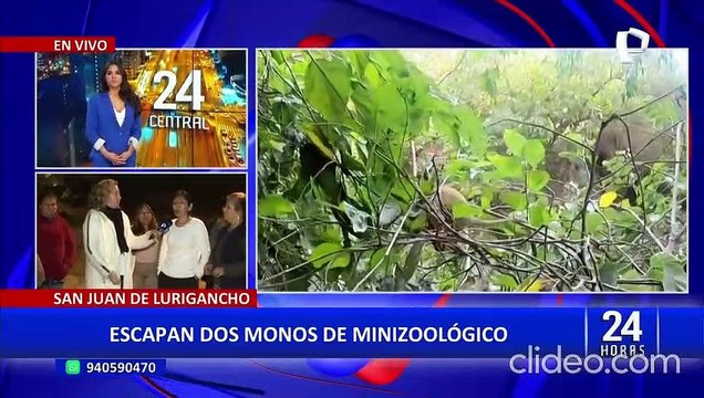 Monos en San Juan de Lurigancho.