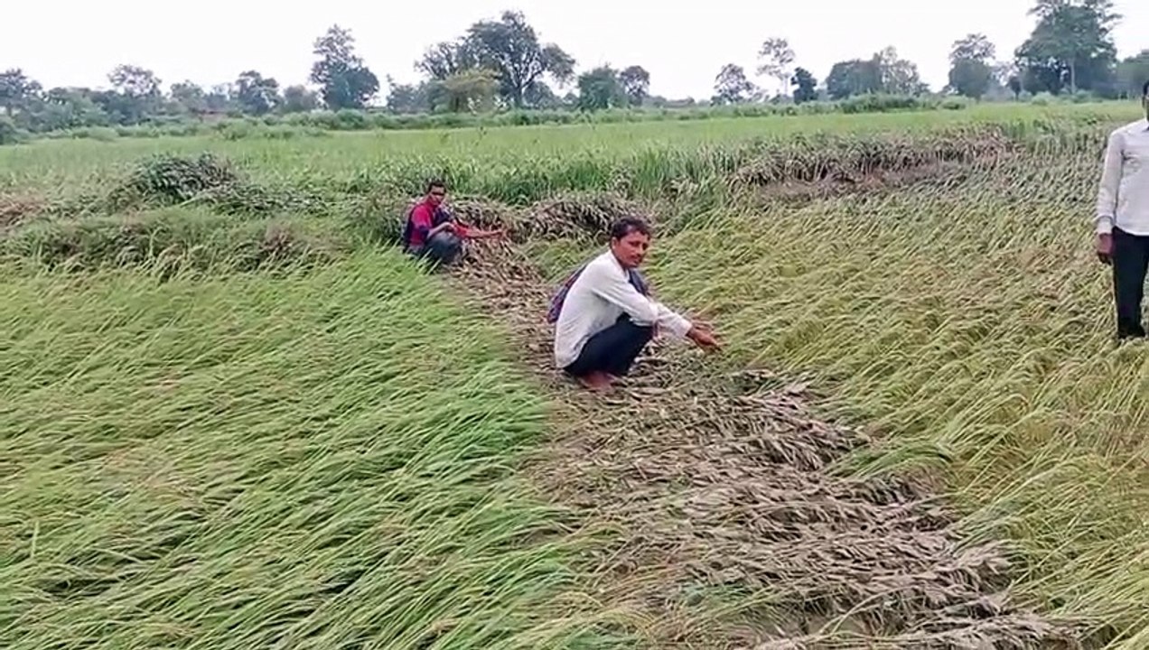 अतिवृष्टि से फसल हुई बर्बाद