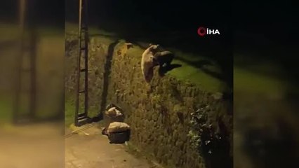 Artvin'de mahalleye kadar gelen ayılar çöp konteynırında yiyecek aradı