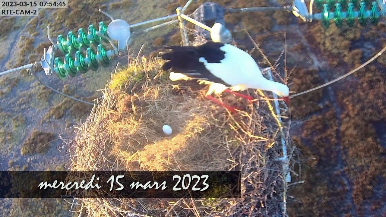 Caméras cigognes 2023 - résumé nichées nid 1 & 2