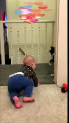 Funniest Videos 2023  Funny Cats #cute #cat #short #137