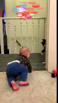 Funniest Videos 2023 Funny Cats #cute #cat #short #137