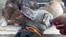 Feed My Cat Kittens - Nyuapin Anak Kucing - ASMR