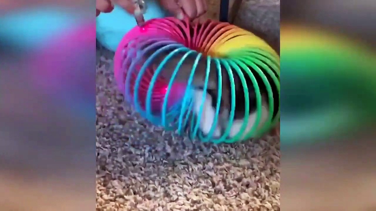 New Funny Animals 2023  Funniest Cats and Dogs Videos  #39