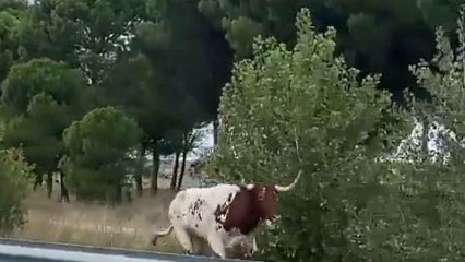 Un buey en la autovía Valladolid-Segovia tras escaparse del encierro de Portillo