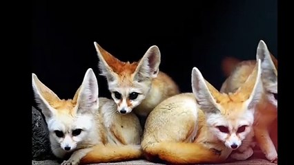 These animals can be adoptedDesert Fox