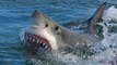 Top 10 MOST DANGEROUS Countries in the World | Countries with Most Shark Attacks