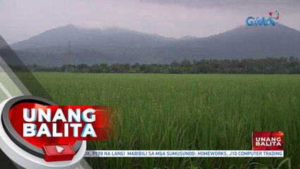 Mga magsasaka sa Malolos, Bulacan, natuwa sa pagtaas ng presyo ng farmgate price ng palay | UB