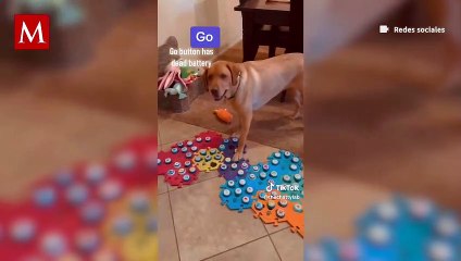 Perrito sorprende a internautas por poder comunicarse con su dueña por medio de un tablero