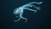 Glass Octopus Captured in Rare Footage By Underwater Robot