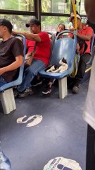 Gatita viaja en bus y enternece a usuarios.