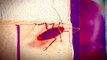 Are Cockroaches Nearly Unkillable Superbugs?