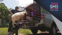 Jiwa SME: Inovasi kandang bergerak jamin keselesaan perjalanan kambing baka Boer, Kalahari