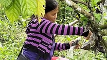 Cacao Sleeving against Pod Borer